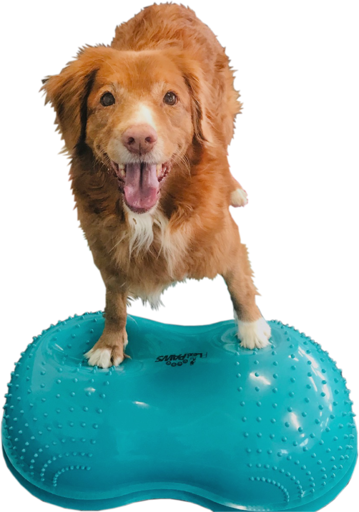 FitPAWS Wobble Board